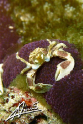 Porcelain Anemone Crab or Cheerleader? Richelieu Rock - T... by Adriano Trapani 
